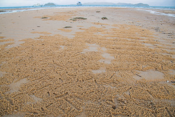 the sand is the habitat of Ghost crabs on the beach in the evening