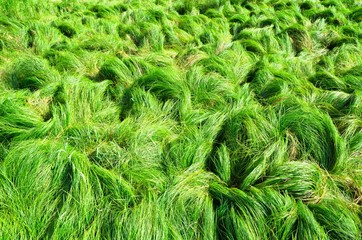 Natural green grass background texture at an slight angle