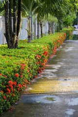 red ixora flower in nature garden
