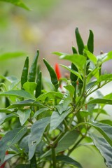 fresh chili tree in vegetable garden