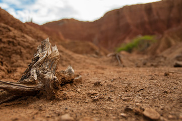 Closeup of wood branch on sand in hot dry desert Tatacoa, Huila