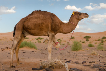 camels in the desert