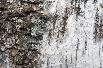 Birch Bark Macro