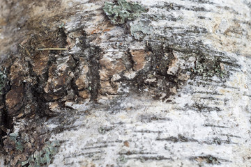Birch Bark Macro