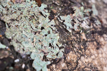 Birch Bark Macro