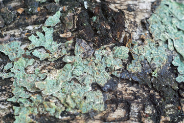 Birch Bark Macro