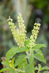 sweet basil tree in vegetable garden