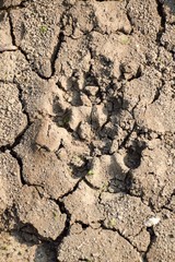 Dog footprint on the ground