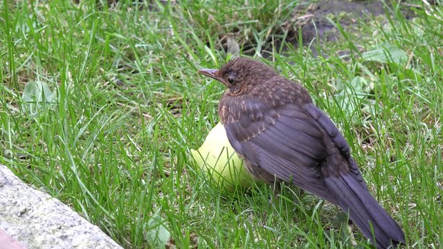 blackbird fledgling on the meadow 