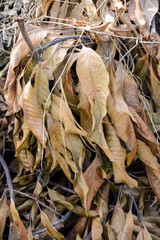 dry mango leaves in nature garden