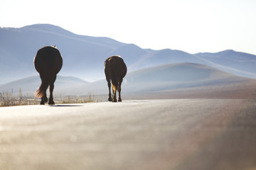 Two horses walking on the road in Inner Mongolia