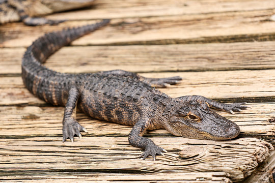Baby alligator resting on a wooden plank.