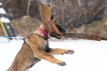 Hundetraining: Schutzdienst