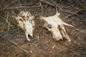 Two Zebu skulls