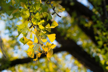 Ginkgo leaves, Yellow Ginkgo leaves in sunlight on the footpath lane, Japan
