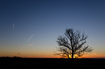 Tree silhouette by sunset with contrails in the sky