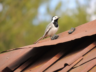 Wagtail