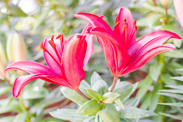 Beautiful Tulips Flower in The Garden