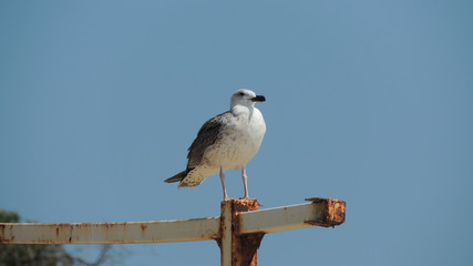 Obraz premium Seagull