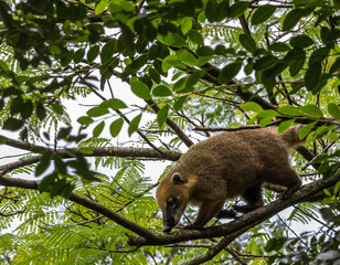 Quati-de-cauda-anelada. (Nasua nasua)