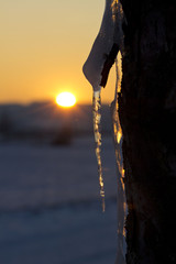 Icicle on a tree while sunset