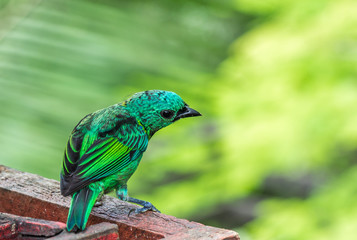 Pássaro da floresta atlântica.