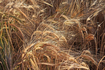 Barley Field