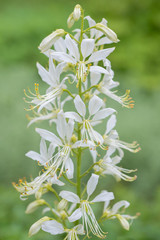 White Flowers Jasieniec