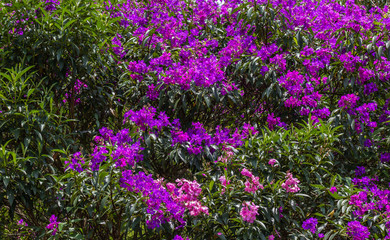 Obraz premium Quaresmeira. (Tibouchina granulosa)