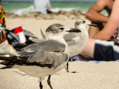 Gulls on the sand between sunbathers.