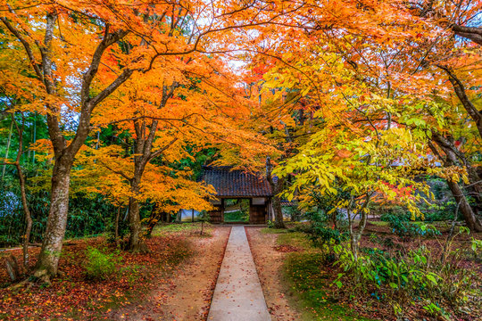 Fototapeta the golden path, photo taken at Nougakudo, Chusonji, Hiraizumi, Iwate