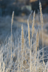 Fototapeta premium brilliant and fabulous frost