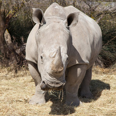 Naklejka premium Square-lipped Rhinoceros