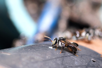 Bee