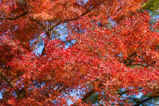Red maple leafs full of all branch during autumn season