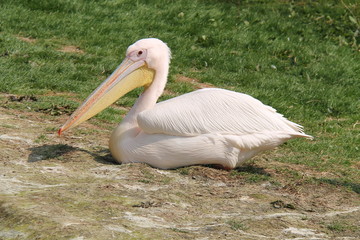 A Beautiful Eastern White Pelican Bird Resting.
