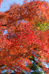 Red maple leafs full of all branch during autumn season