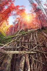 Deadfall at the Ukrainian Carpathians