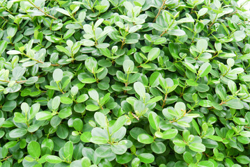 Fototapeta na wymiar Green leaf background .