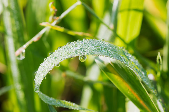 green grass leaves with dew drops