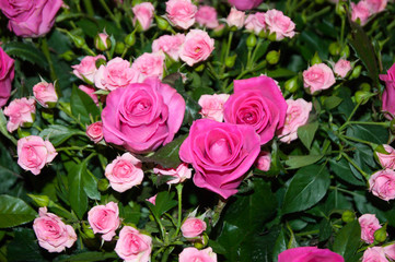 Розовые розы