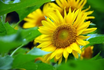 Obraz premium Beautiful sunflowers