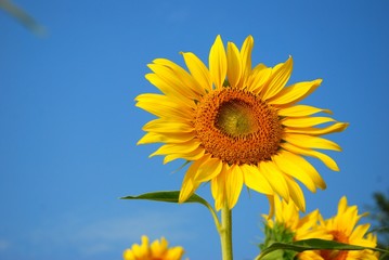 Beautiful sunflowers