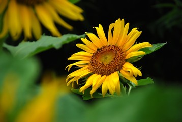 Beautiful sunflowers