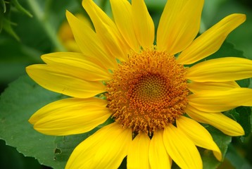Beautiful sunflowers