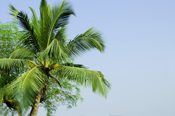 Fototapeta na wymiar palm grove in India 