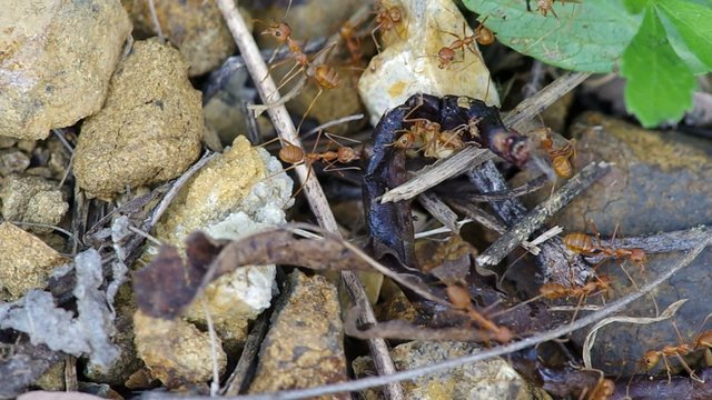 weaver ants are going to carry the dead earthworm on the ground