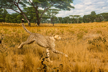 Cheetah in Grasslands © dbvirago