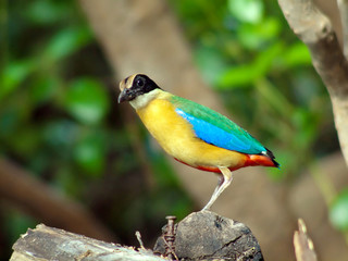 Bird blue wing pitta .