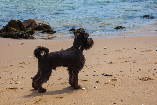 Miniature Shnauzer on a Beach